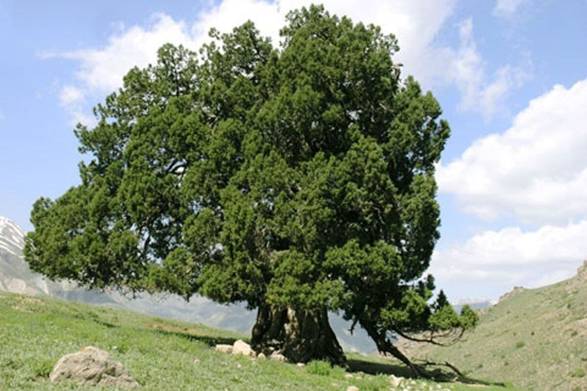 درخت اُرس