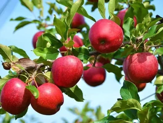 آغاز کشاورزی قراردادی سیب در آذربایجان‌شرقی