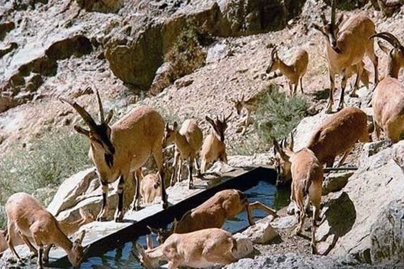  محیط زیست بوکان 