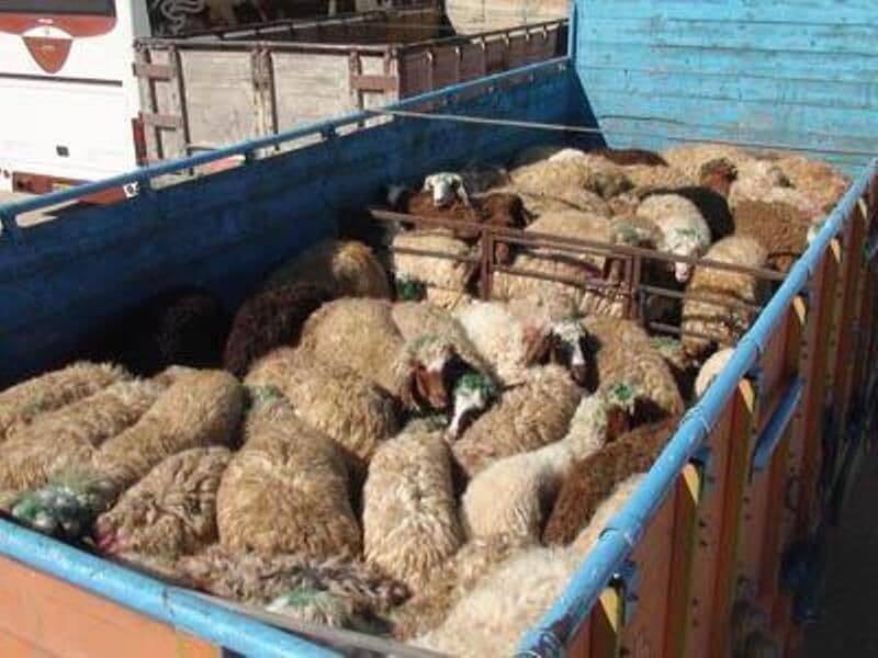 حمل و نقل دام بدون مجوز بهداشتی در زنجان ممنوع شد